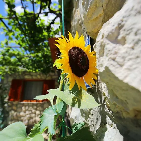 Suncokret Apartment *